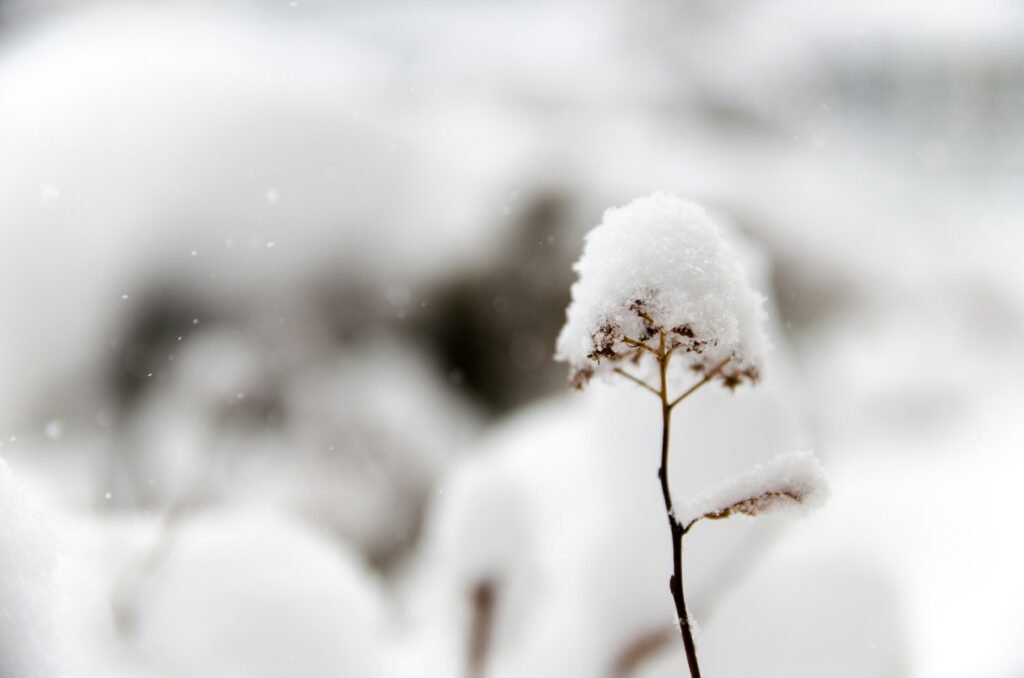 snow caps weed
