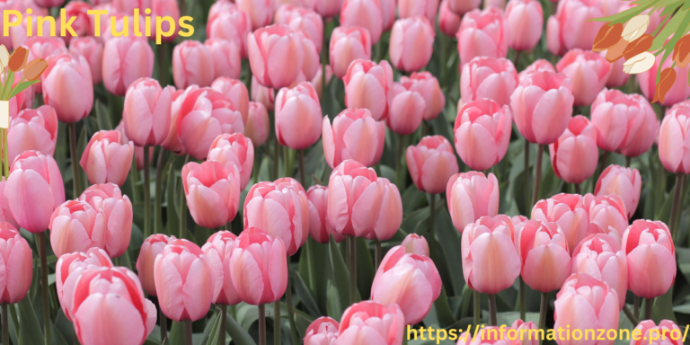 Pink Tulips
