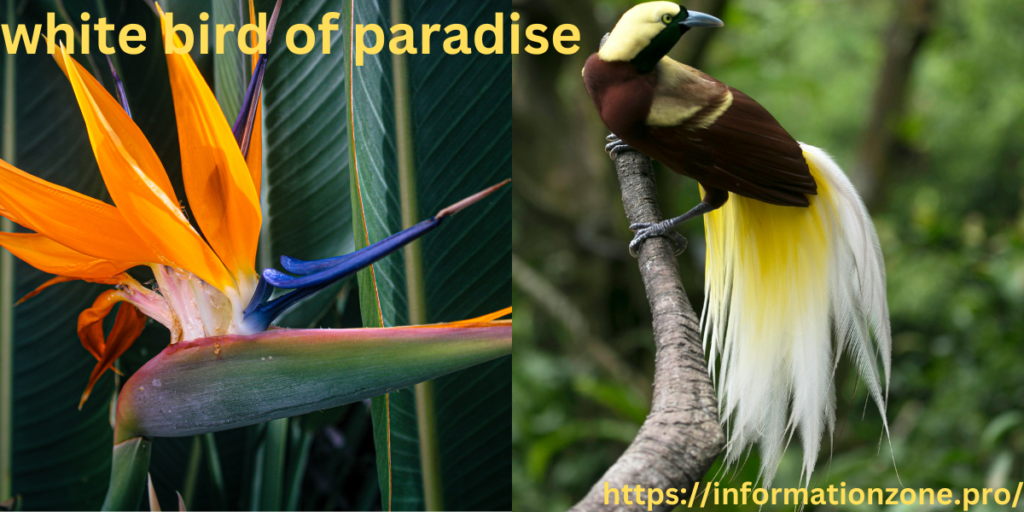 white bird of paradise